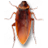 cockroach on desktopPC版