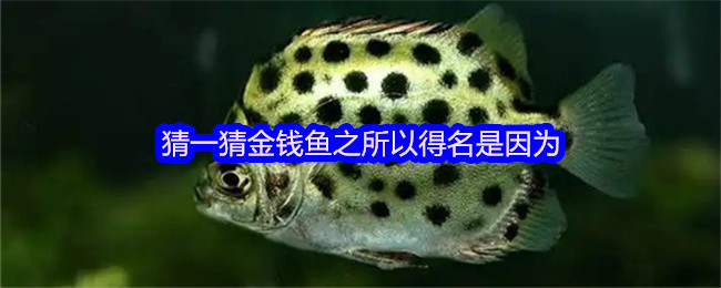 猜一猜金錢魚之所以得名是因?yàn)?>
                                                                                    </a>
                                        <div   id=