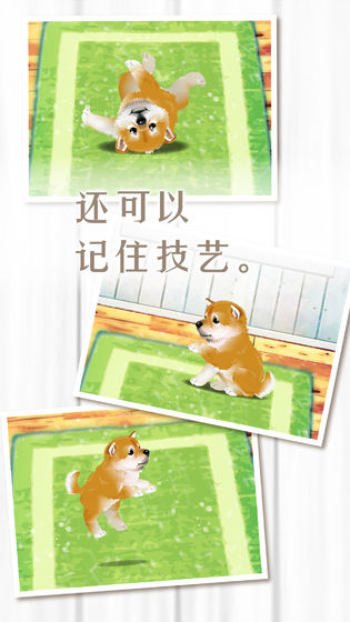 養(yǎng)育柴犬的治愈游戲