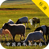中国肉牛羊平台