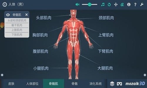 人体解剖3D模型