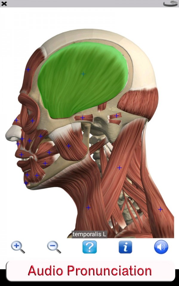 Visual Anatomy