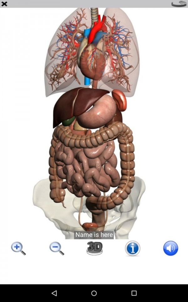 Visual Anatomy