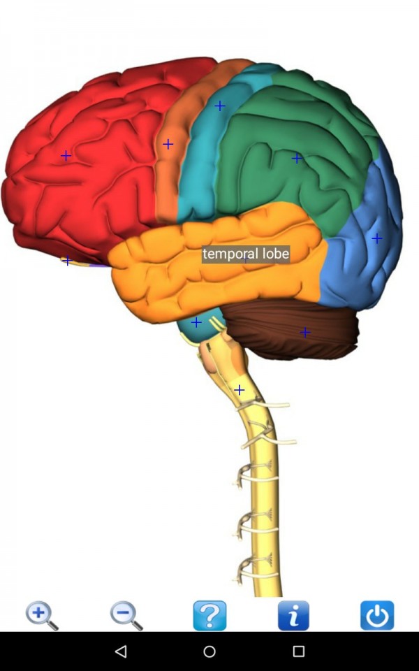 Visual Anatomy