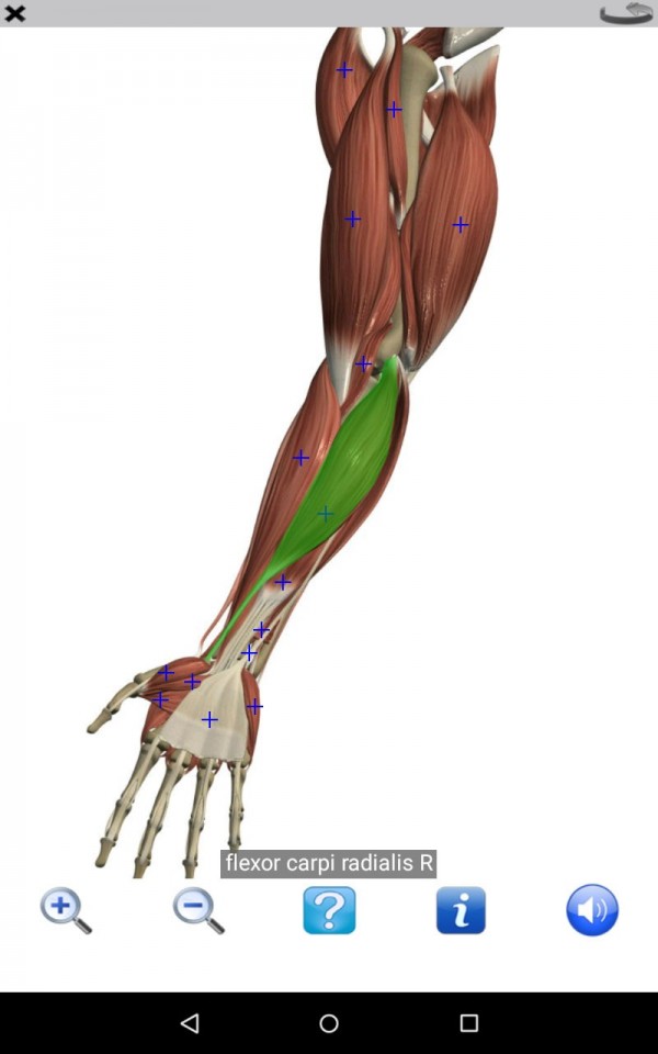 Visual Anatomy