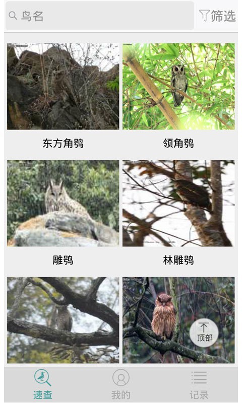 中国野鸟速查