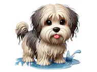 Wet Havanese StickersiPhone版