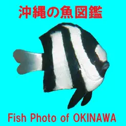 FishPhotoofOKINAWAiPhone版