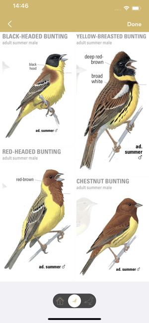 CollinsBirdGuideiPhone版