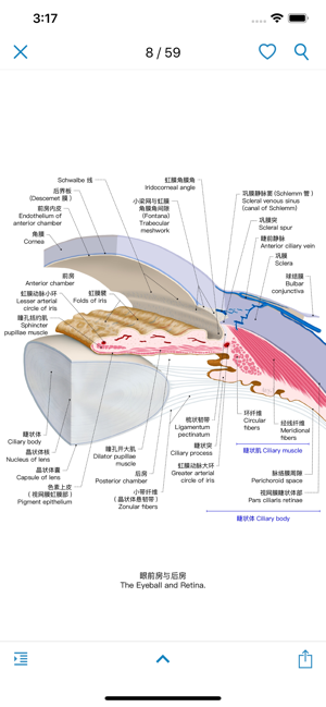 眼部解剖图谱iPhone版