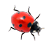 Ladybug on desktopPC版