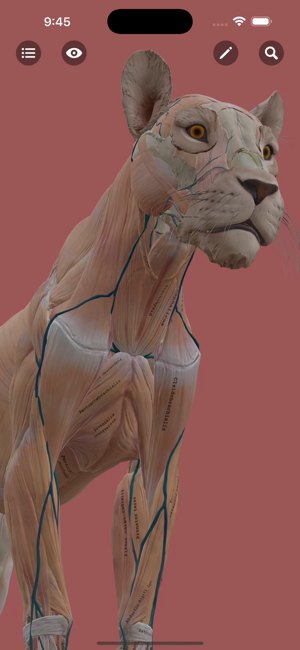 Lion Anatomy for ArtistsiPhone版