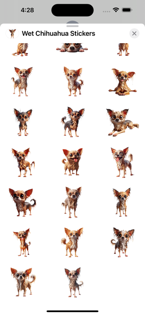 Wet Chihuahua StickersiPhone版